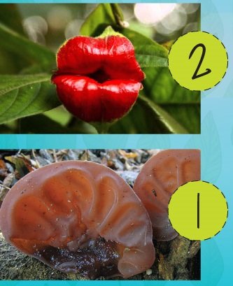 Three Weirdest Plants | Hiba | Publishers of Islamic Books & Accessories